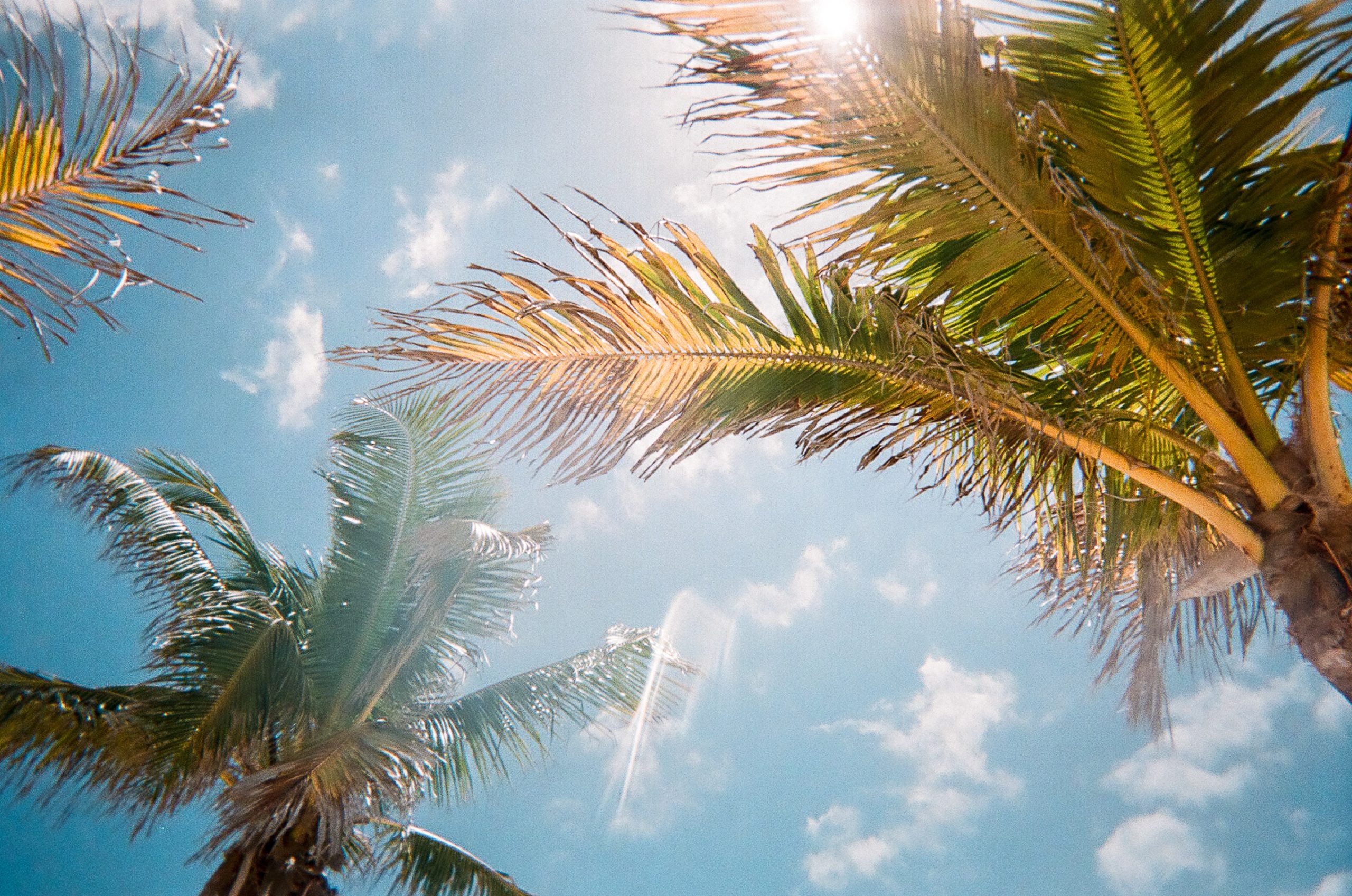 palm trees and the sky